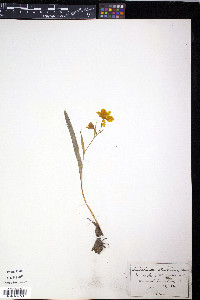 Calochortus monophyllus image