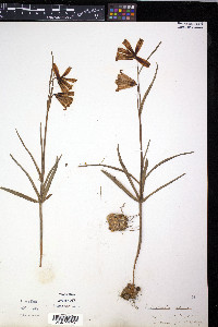 Fritillaria recurva image