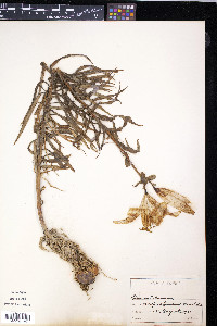 Lilium maculatum image