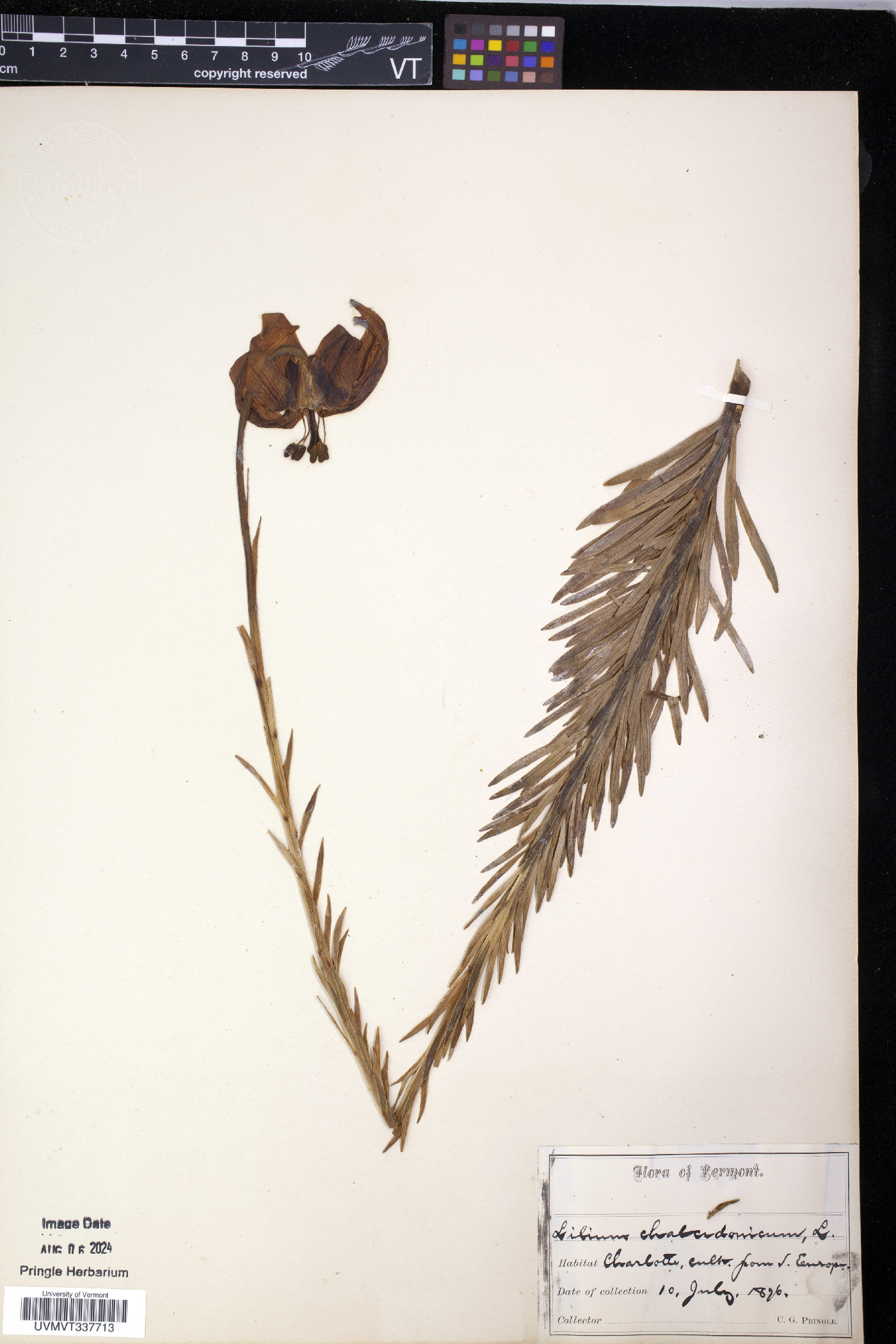 Lilium chalcedonicum image