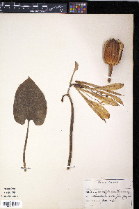Cardiocrinum cordatum image