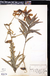 Lilium henryi image