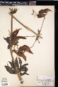 Lilium humboldtii image