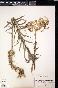 Lilium leichtlinii var. maximowiczii image