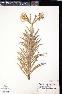 Lilium pomponium image