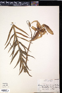 Lilium leichtlinii var. maximowiczii image