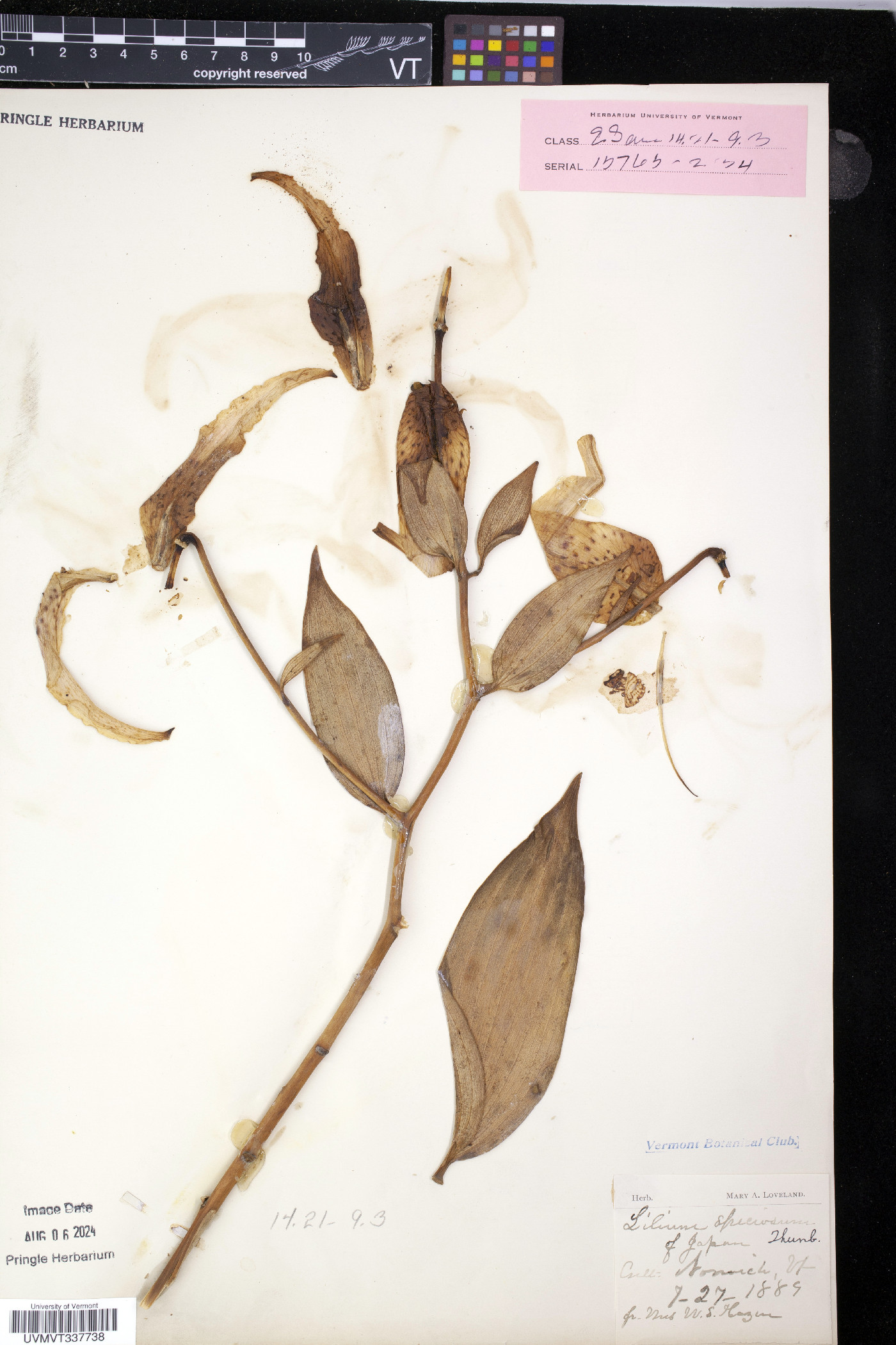 Lilium speciosum image