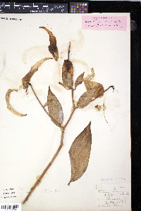 Lilium speciosum image
