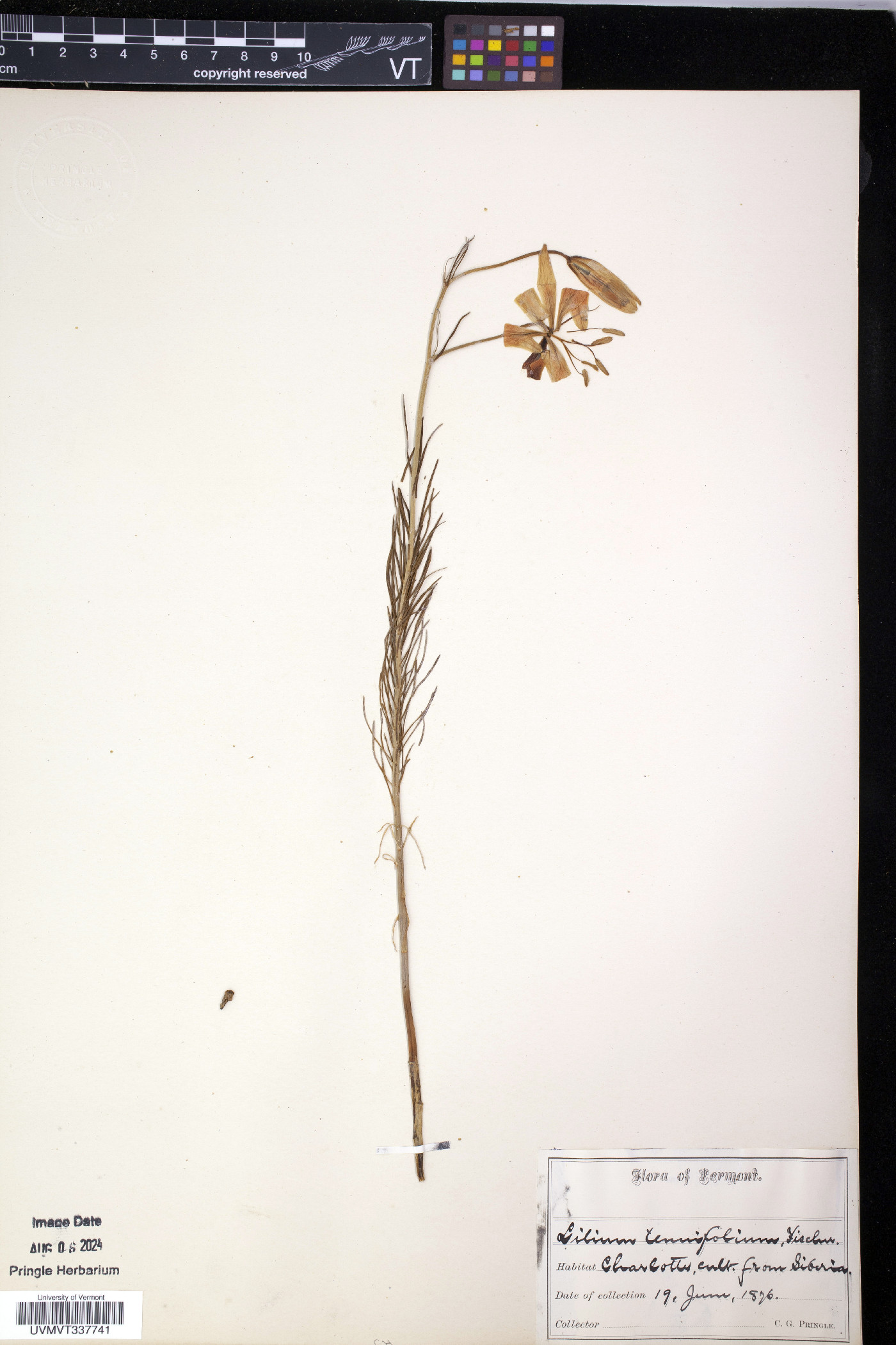 Lilium pumilum image