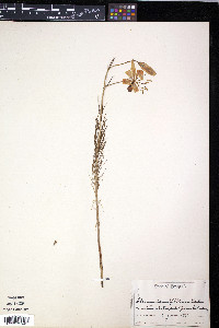 Lilium pumilum image