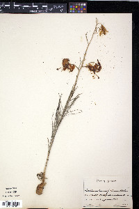 Lilium pumilum image