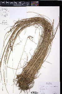 Carex kelloggii image