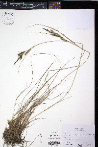 Carex kelloggii image