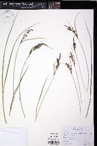 Carex kelloggii image