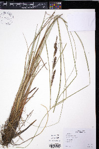 Carex lyngbyei image