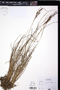 Carex kelloggii image