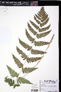 Dryopteris clintoniana image