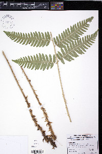 Dryopteris goldieana image