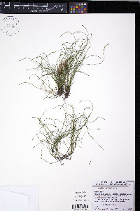 Equisetum scirpoides image