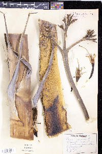 Agave americana image