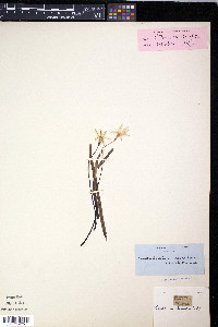 Androstephium coeruleum image