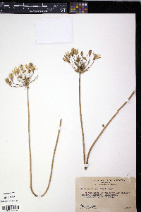Brodiaea lutea image