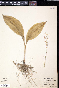 Convallaria majalis image