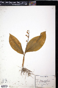 Convallaria majalis image
