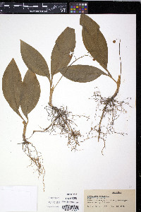 Convallaria majalis image