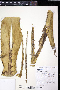 Furcraea tuberosa image