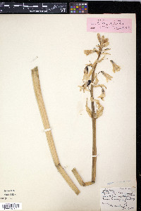 Ornithogalum candicans image
