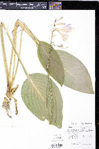 Hosta erromena image