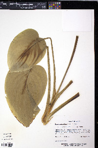 Hosta plantaginea image