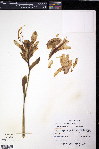 Hosta plantaginea image