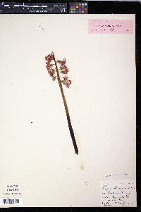 Hyacinthus orientalis image