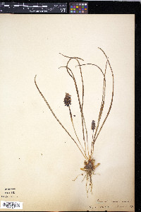 Muscari neglectum image