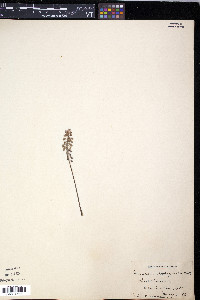 Muscari botryoides image