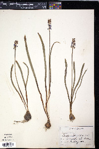 Muscari botryoides image
