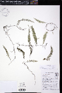 Hymenophyllum jamesonii image