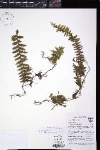 Hymenophyllum dependens image