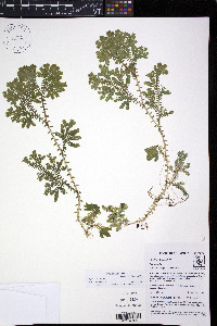 Selaginella silvestris image