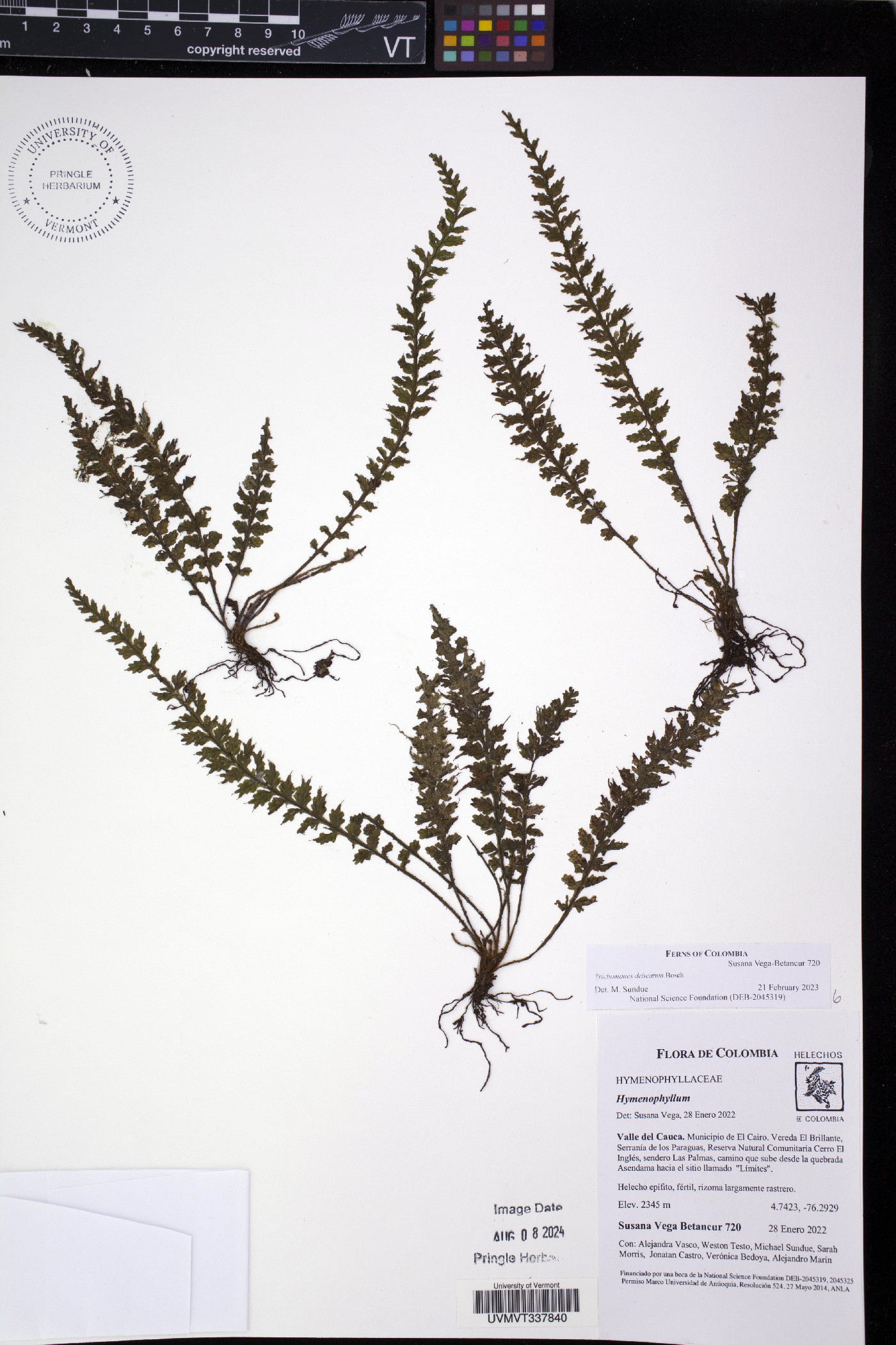 Trichomanes delicatum image