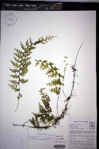 Hymenophyllum myriocarpum image