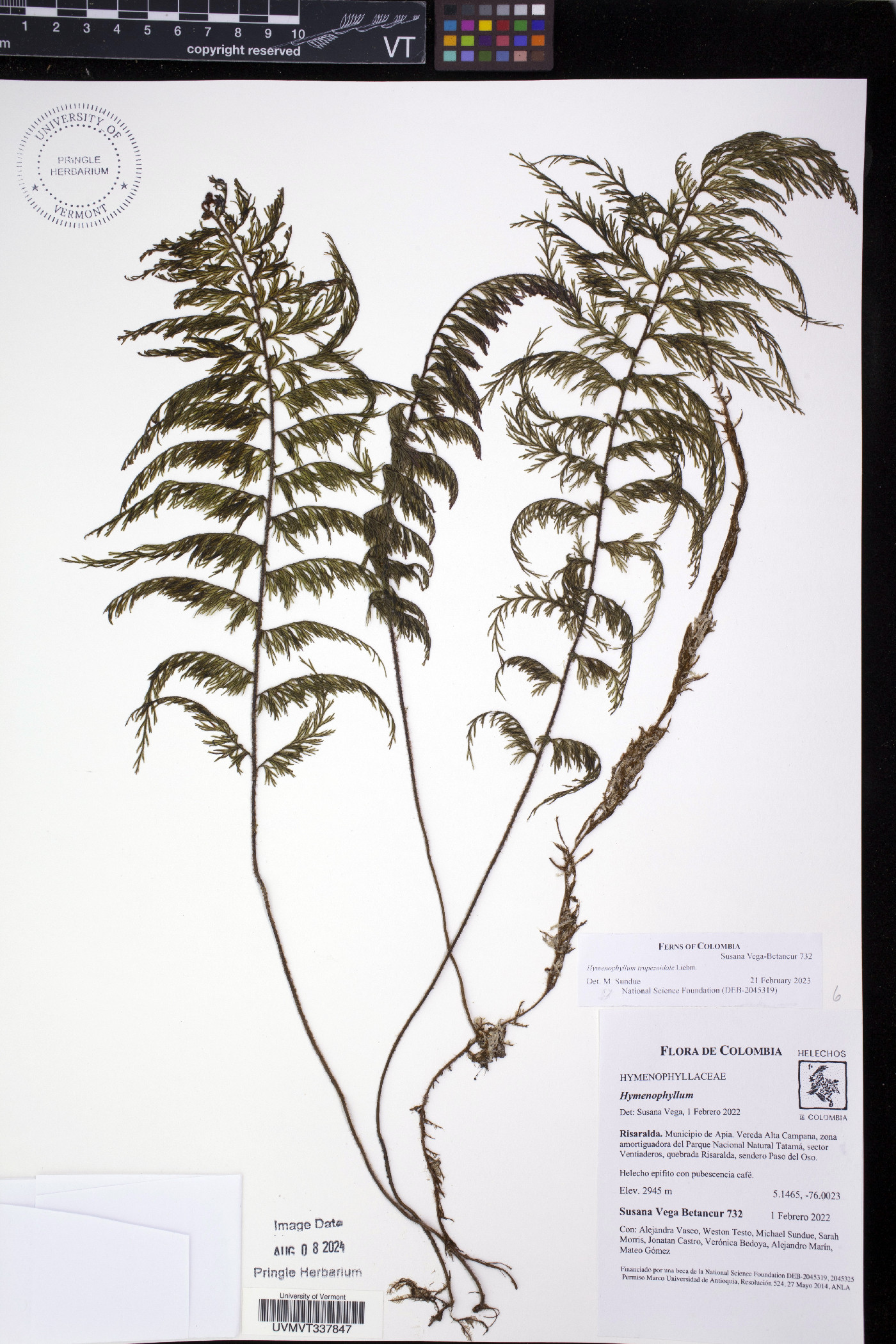 Hymenophyllum trapezoidale image