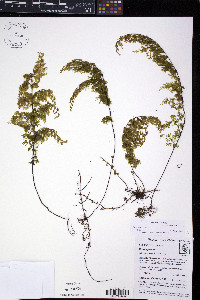 Hymenophyllum ferax image