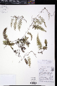 Hymenophyllum fucoides var. pedicellatum image