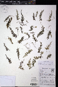 Hymenophyllum undulatum image