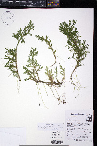 Selaginella euclimax image
