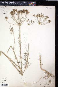 Anethum graveolens image