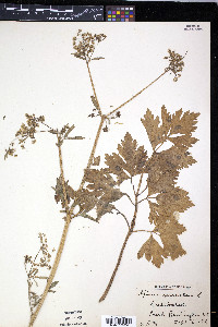 Apium graveolens image